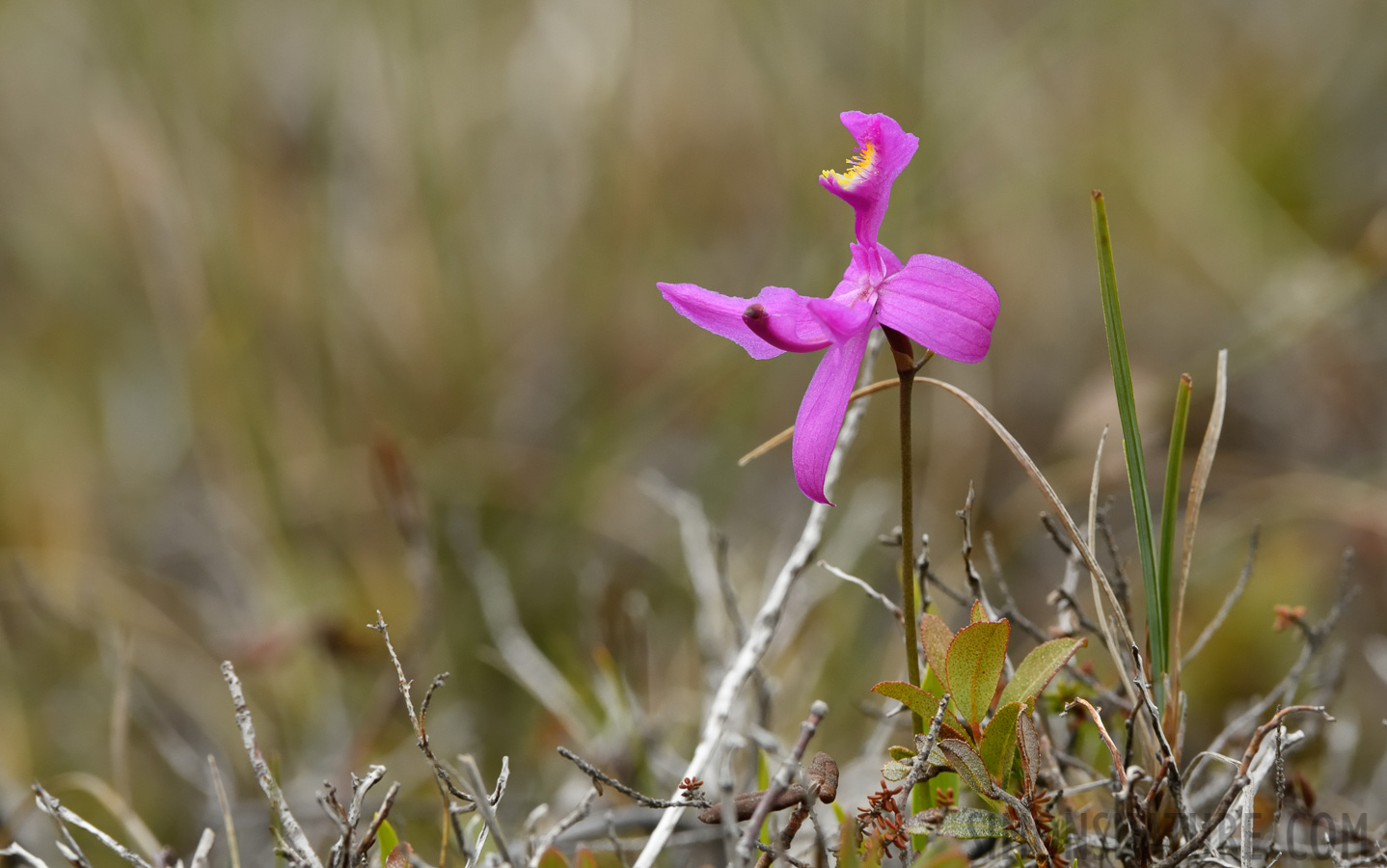 Calopogon tuberosus [400 mm, 1/320 Sek. bei f / 13, ISO 1600]